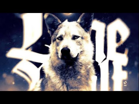 Ari X - LONEWOLF 2 (Official Lyric Video)