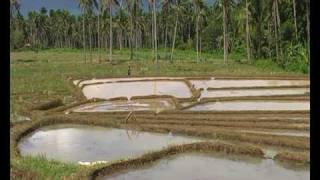 preview picture of video 'Philippines, Biliran island. Rice-terraces in Balaquid facing Leyte mountains.'