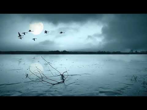 Winner Is - Devotchka