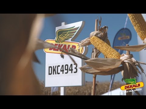 Hibridul DKC4943 - Locul 2 la Ziua Porumbului Iași 2018