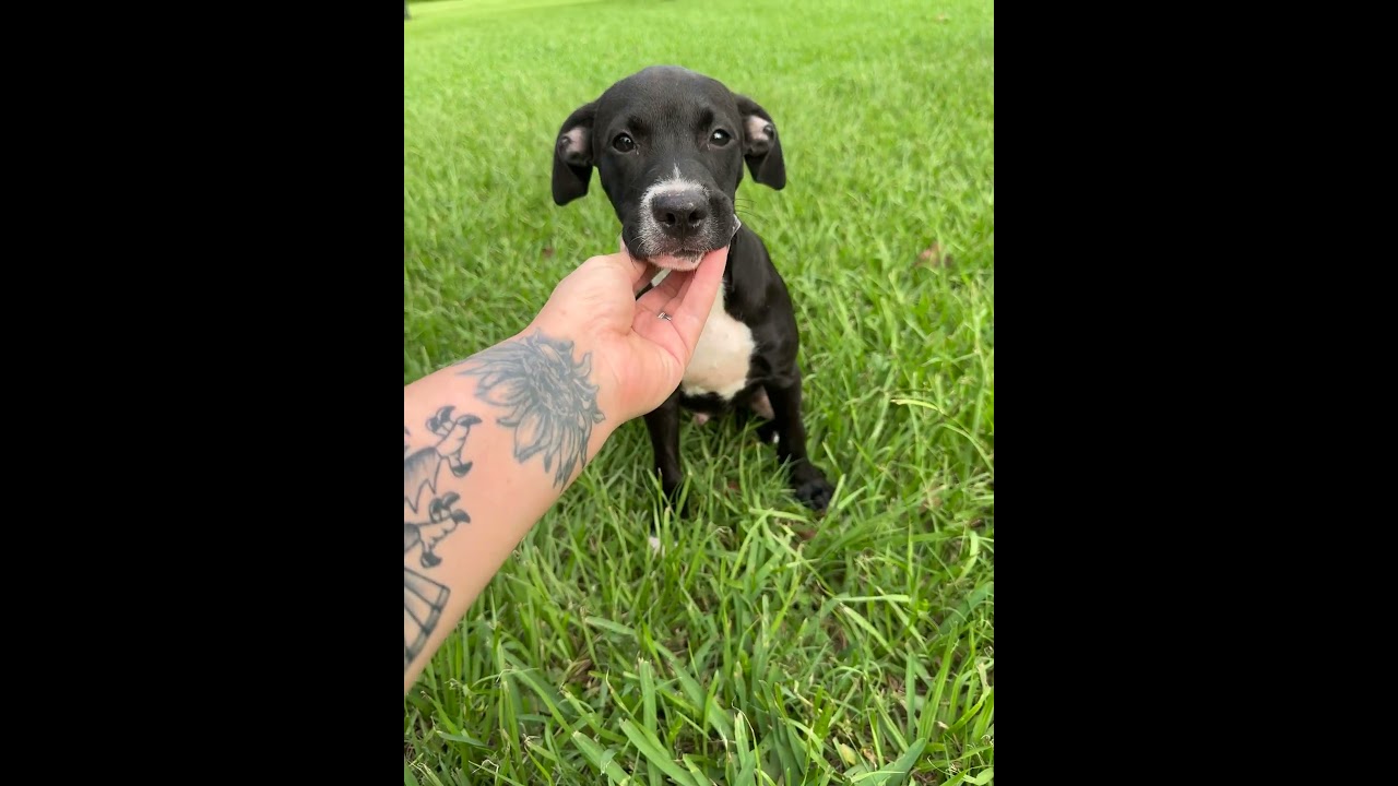 Enlarge Petey, a Adopted mixed breed in Memphis, TN video 4/4