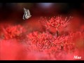 Armik - Ritmos Flamenco