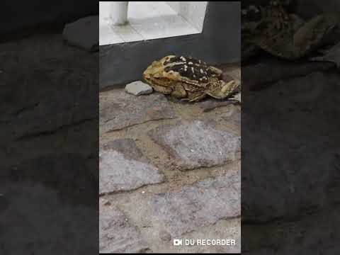 Andorinha Bahia 2026 povo fofoqueiro cidade das calamidade 