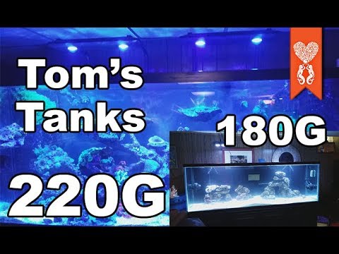Tom's 220 Gallon Reef and 180 Gallon Fish Only Tanks