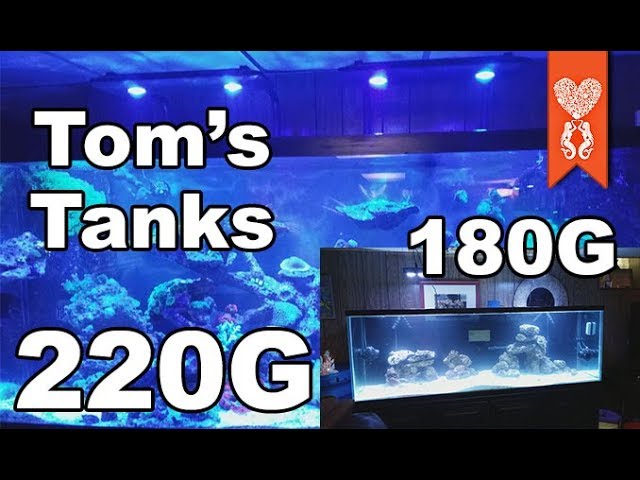 Tom's 220 Gallon Reef and 180 Gallon Fish Only Tanks