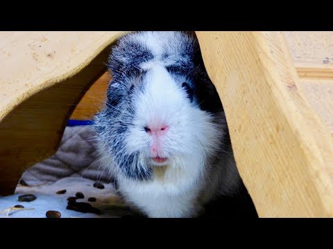 download lagu mp3 mp4 Oldest Guinea Pig, download lagu Oldest Guinea Pig gratis, unduh video klip Oldest Guinea Pig
