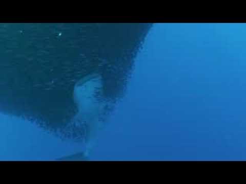 Whale sharks baitball