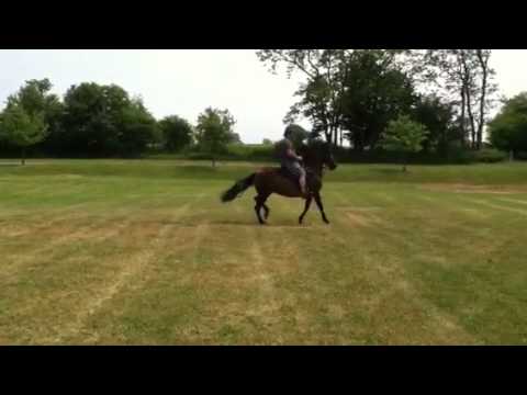 La Gaviota de Fanfarrona, National Champion Paso Fino Mare