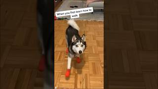 Download lagu Funny video of a dog wearing shoes for the first time 🤣😍 #dogs #shorts #trending #viralvideo #funny mp3