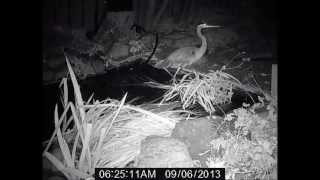 preview picture of video 'Deterring a Harrying Heron from Pond Fishing...Heron out!  WILDOUT!'