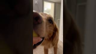 Download lagu coming home to my golden retriever❤️‍🔥 #goldenretreivers #dog #puppy #retreiver #merle #puppylove mp3