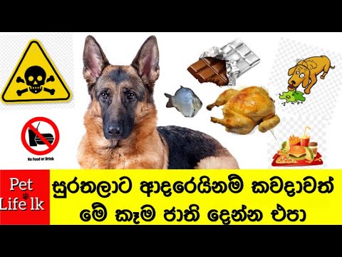 Dangerous and toxic foods do not give to dogs | බල්ලන්ට විෂ කෑම| dog toxic food sinhala -pet life lk