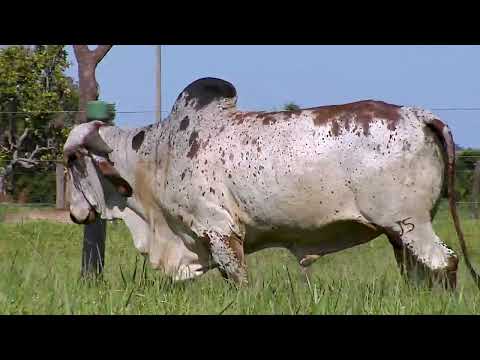 TOURO GIR - MAAB PIRES FIV - MABG  236