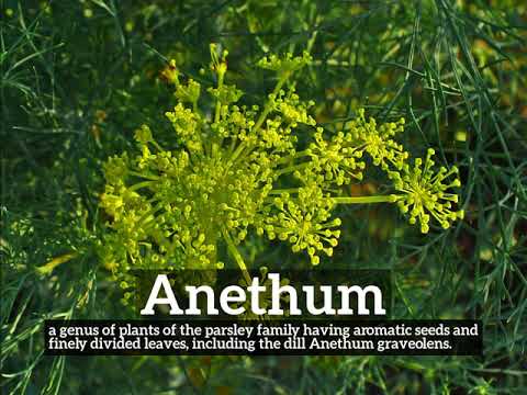 How to Say Anethum in English? | What is Anethum? | How Does Anethum Look?