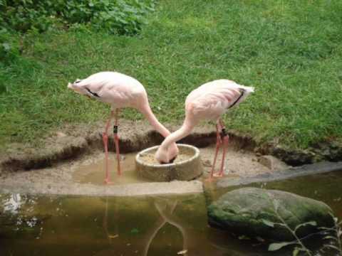 AsianPride Ft. Derfo - Cant let you go