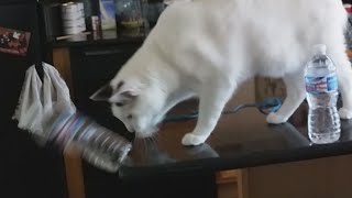 Cat loves to knock things off