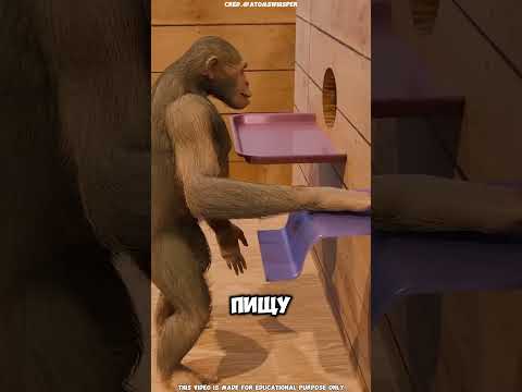 🐒🔁 Эксперимент, который показал силу зависимости 😨🧠   #short