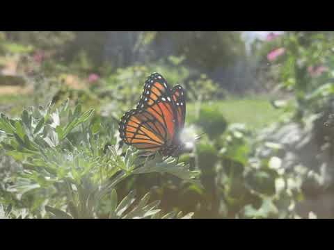 2 Acre Permaculture Design Install: Before and After in 1 Minute!