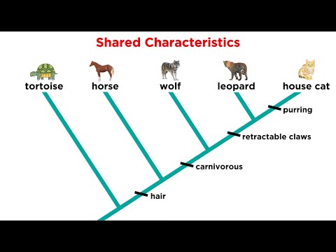 Cladistics Part 1: Constructing Cladograms
