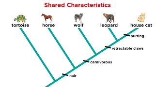 Cladistics Part 1: Constructing Cladograms