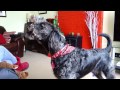Barney Sings The Blues