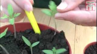 How To Grow Tomato Seeds video with Thompson & Morgan.
