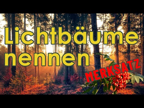 Lichtbäume nennen - Jägerprüfung Merksatz