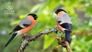 Download lagu Birds Sounds🌿Calming Nature Sounds | Stress Relief, Relaxing Bird Sounds for Sleep & Relaxation mp3