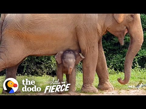 Tiniest Baby Elephant Copies Everything His Mom Does | The Dodo Little But Fierce