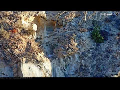 Hutton's Bowl Condor Chick Makes Jump-Flight While Exploring Canyon – Sept. 24, 2018