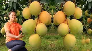 Harvest Mango Make Mango Snacks Go To Market Sell - Gardening, Cooking | Building New Life