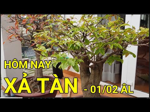 🔴 QBS23390 - THỜI ĐIỂM XẢ TÀN MAI VÀNG MIỀN BẮC | CHĂM SÓC MAI VÀNG MIỀN BẮC ĐỂ CÂY NỞ HOA ĐÚNG TẾT