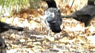 preview picture of video 'White-Winged Choughs, by Woden PO, ACT, Winter 2011'