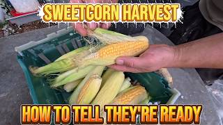 Sweetcorn Harvesting – How to Tell When Cobs Are Ready + Storage Tips