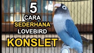 Download lagu 5 Cara Sederhana LOVEBIRD Menjadi CEPAT Konslet Istimewa mp3