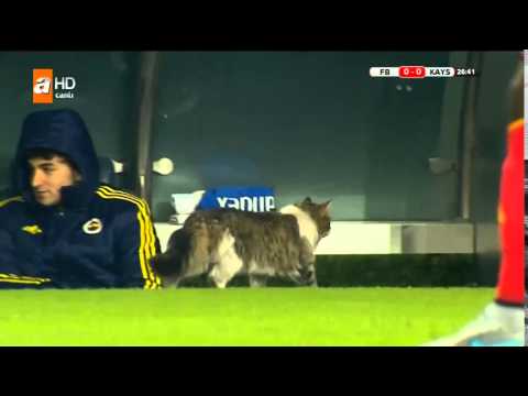 Fenerbahçe'nin Yedek Kulübesini İnceleyen Kedi :)