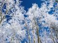 Robert Haig Coxon - Winter Dreams
