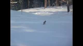 Coyote Stalks Bonnie & Clyde