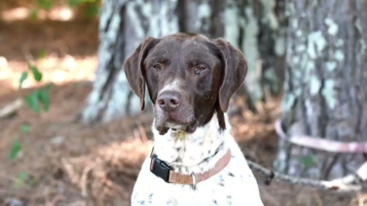 Enlarge Jack Straw, a Adopted German Shorthaired Pointer in Monroe, GA video 4/4