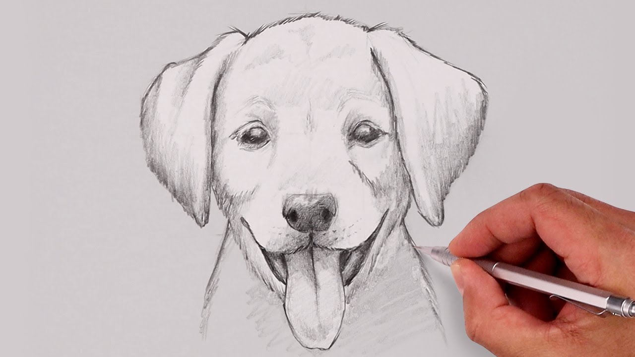 How To Draw a DOG | GOLDEN LAB PUPPY | Sketch Saturday