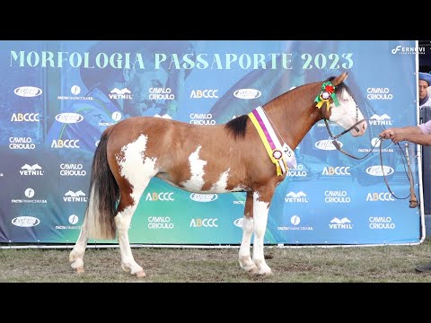 SESMARIA DA CABANHA SANTA FE   Terceira Melhor Fêmea - Passaporte Uberaba 2023