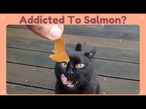 My Cat Loves Fish Too Much #Shorts