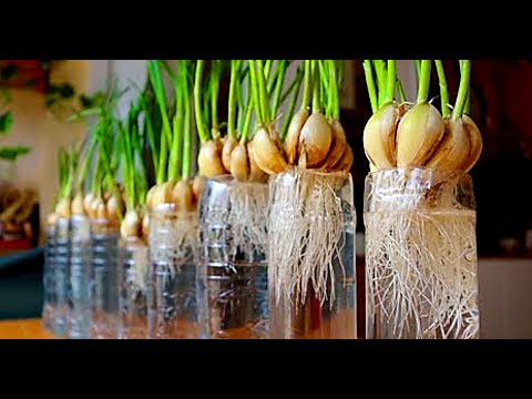, title : 'Complete guide: Easy way to grow garlic at home using plastic bottles ll  Grow garlic at home'