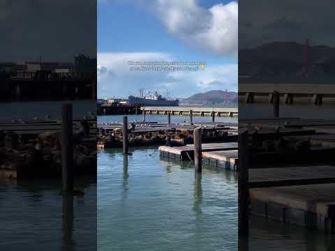 Why Do Sea Lions Love San Francisco’s Pier 39? 🦭 | The Story Behind SF’s Furry Residents!