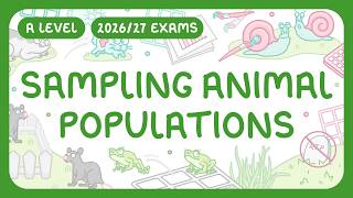 A-Level Biology - Sampling Animal Populations | Mark-release-recapture Technique (2026/27 exams)