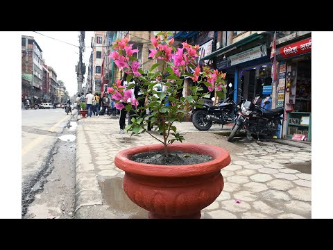 काठमाडौंको सडकमा फूलसहितका गमला, चोरबाट जोगाउने चुनौती [भिडियो स्टोरी]