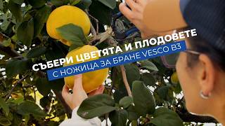 Vesco B3 - ножица за бране на плодове, цветя и цитруси | Дълги и извити остриета