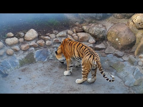 Asian tiger the biggest predator of the world / Tygrys azjatycki największy drapieżnik świata