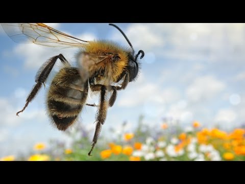 Beehive battleground: High-stakes debate over controversial pesticides