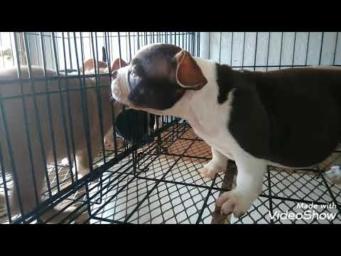 SABOR A MI HOOD ALEMAN MICRO EXOTIC AMERICAN BULLY